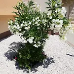 Apartament Maric